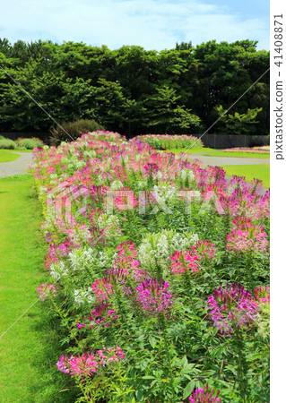 奶油花 稻垣海濱公園 三洋媒體花博物館 千葉市花卉美術館 6月 千葉千葉市 照片素材 圖片 圖庫