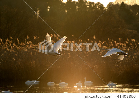 天鵝咖啡天鵝 41408896