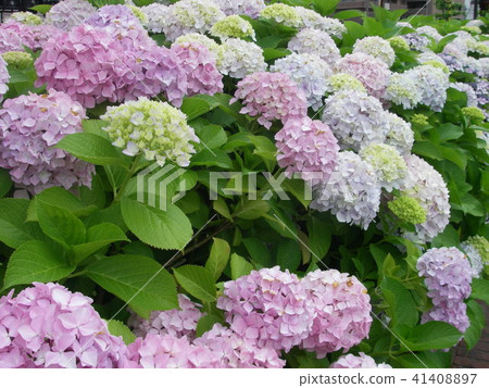 娜娜彩色繡球花 41408897