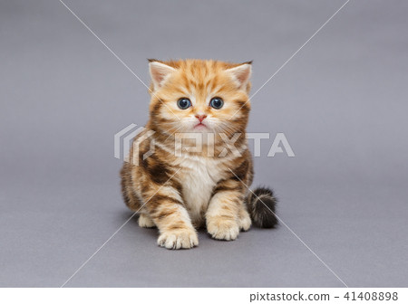 Small  kitten on grey background 41408898