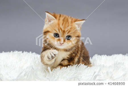 Little red kitten on a fur blanket Little red kitten on a fur blanket 41408930