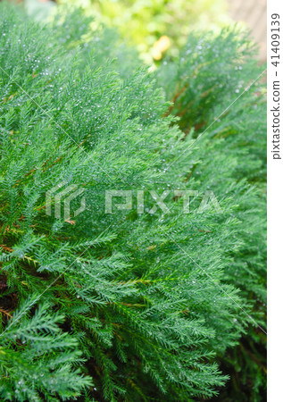 water drop and green plant background,pine leaves 41409139