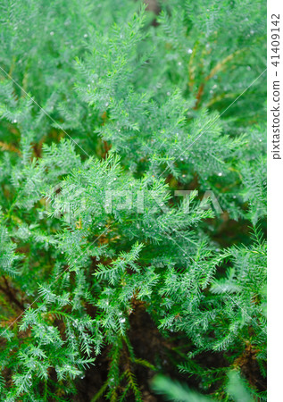 Lawson is Cypress 41409142