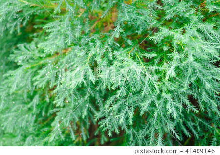 Green of leaves and water drop Green of leaves and water drop 41409146