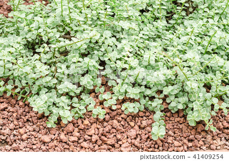 Succulent plants in garden 41409254