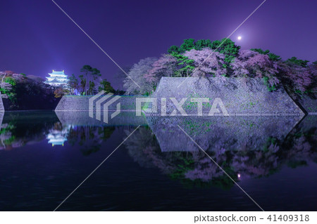 Nagoya castle Cherry trees of moat Nagoya castle Cherry trees of moat 41409318