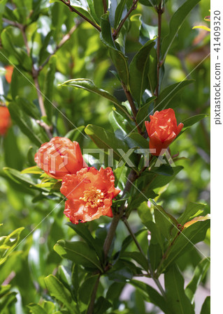 石榴花 石榴花 41409320