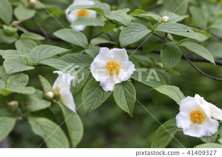 Summer Camellia Summer Camellia 41409327