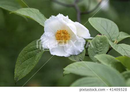 夏椿 夏椿 41409328