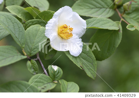 Summer Camellia Summer Camellia 41409329