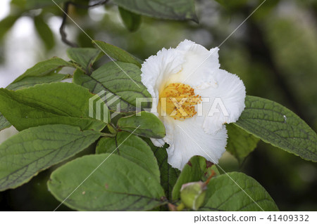 Summer Camellia Summer Camellia 41409332
