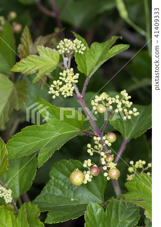 Nobudo Nobudo 41409333