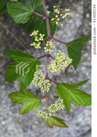 Nobudo Nobudo 41409334