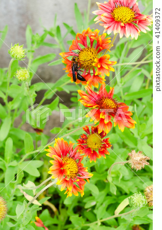 Gaillardia or blanket flowers and wasp on flower 41409372