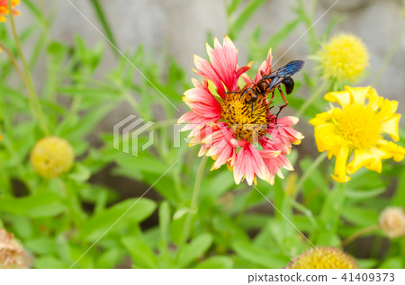 Gaillardia or blanket flowers and wasp on flower 41409373