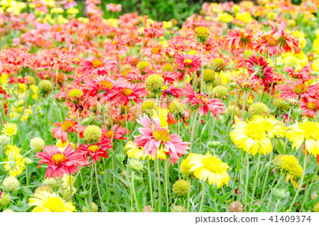 colorful Gaillardia or blanket flowers in garden 41409374