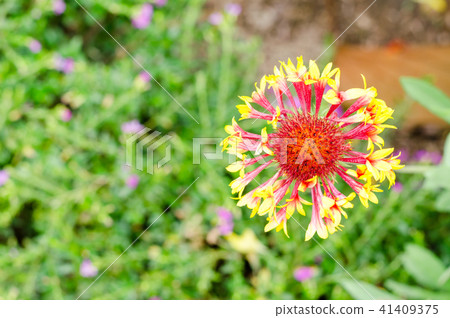colorful Gaillardia or blanket flowers in garden 41409375