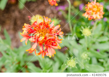colorful Gaillardia or blanket flowers in garden 41409376