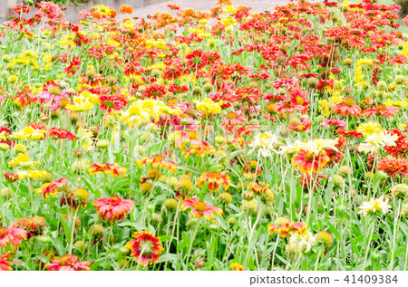 colorful Gaillardia or blanket flowers in garden 41409384