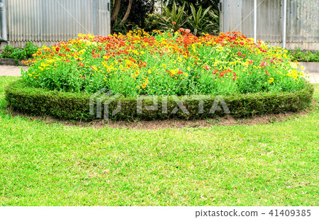 colorful Gaillardia or blanket flowers in garden 41409385