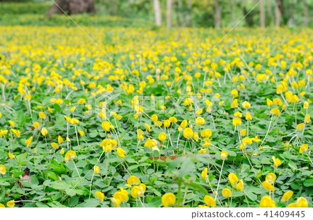 pinto peanut flower in garden 41409445