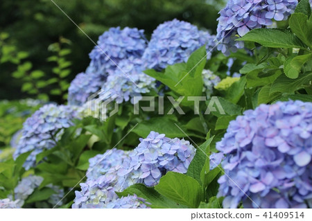 繡球花組 41409514