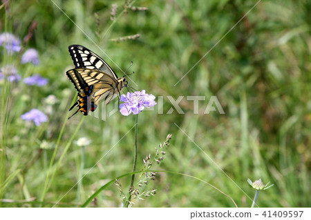 嗅到Mt. Hatakegata花的花蜜的蝴蝶 41409597