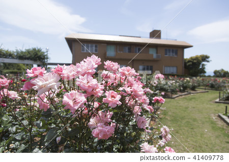 Arao City Ominous Citizen Flower Bed Rose Flower, Arao City Ominous Citizen Flower Bed Rose Flower, 41409778