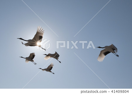 飛行起重機 41409804