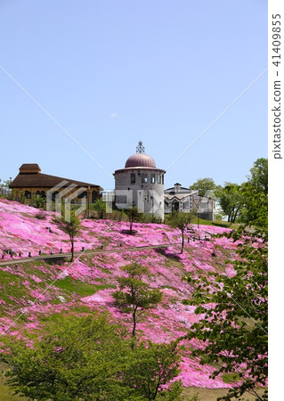 Takigami公園的Shiba Sakura Takigami公園的Shiba Sakura 41409855