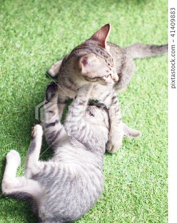 cute short hair young asian kitten cats playing cute short hair young asian kitten cats playing 41409883