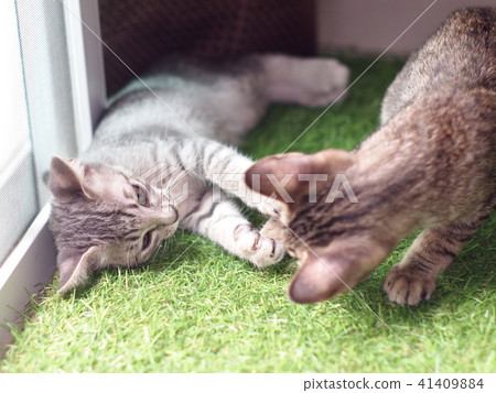 cute short hair young asian kitten cats playing 41409884