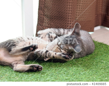 cute short hair young asian kitten cats playing 41409885