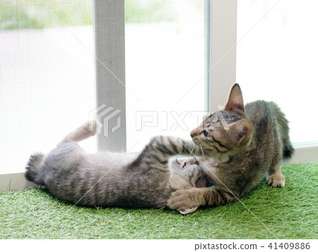 cute short hair young asian kitten cats playing 41409886