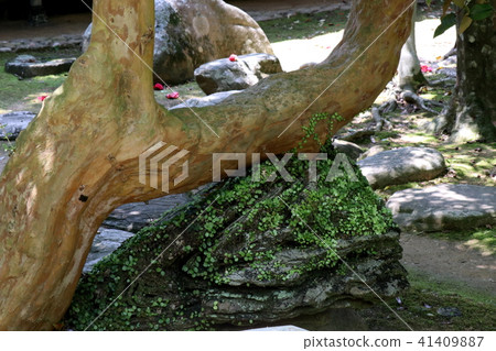 Old garden Old garden 41409887