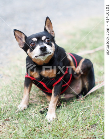 cute black fat lovely miniature pincher dog cute black fat lovely miniature pincher dog 41410101