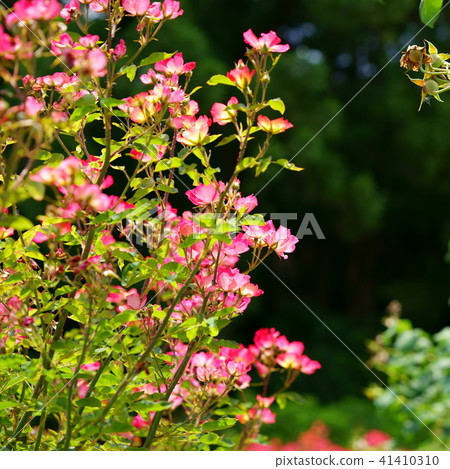 Roses and cocktails 3 Roses and cocktails 3 41410310