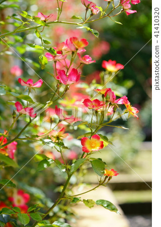 A fence of a rose · Cocktail 5 A fence of a rose · Cocktail 5 41410320