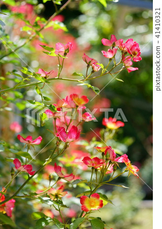 Roses of fiery cocktails 6 Roses of fiery cocktails 6 41410321