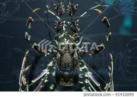 Lobster shell dismantled into pieces  41410899