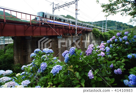 Hydrangea and Kishu Road Rapid, near Yamanakakei Station, Hannan City, Osaka Prefecture Hydrangea and Kishu Road Rapid, near Yamanakakei Station, Hannan City, Osaka Prefecture 41410983