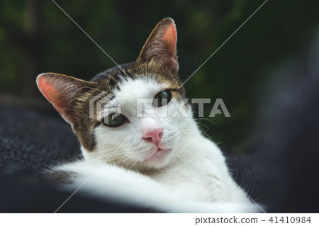 White and short hair cat lying and looking 41410984