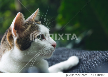 White and short hair cat lying and looking 41410985