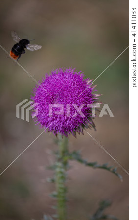 Thistle, Carduus acanthoides, Spiny plumeless thistle Thistle, Carduus acanthoides, Spiny plumeless thistle 41411033