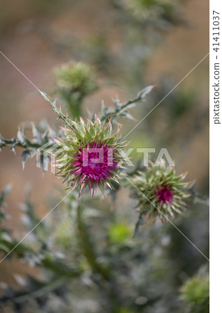 Thistle, Carduus acanthoides, Spiny plumeless thistle Thistle, Carduus acanthoides, Spiny plumeless thistle 41411037