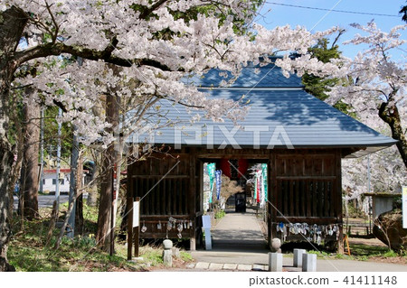 Cherry blossoms of Tateki Kannon (Fukushima / Aizusaka-shi town) 41411148