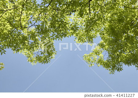 Leaves, branches, zelkova Leaves, branches, zelkova 41411227