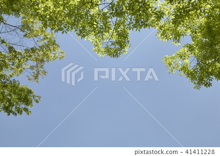 葉子，分支，櫸樹 41411228