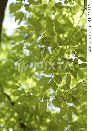Leaves, branches, zelkova 41411230