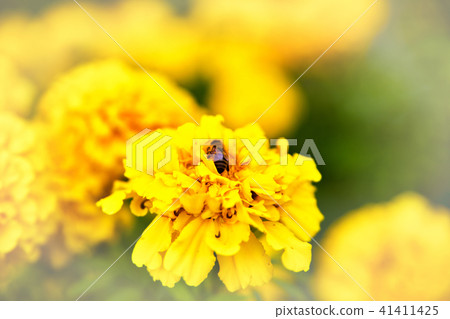 Bee on marigold flower blooming in the garden 41411425